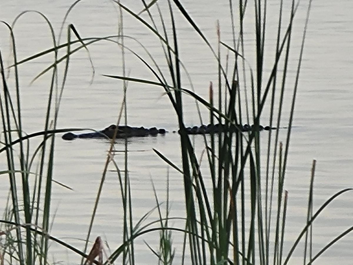 Camp St. Cabanas Unit 3 On Lake Dora Tavares Εξωτερικό φωτογραφία